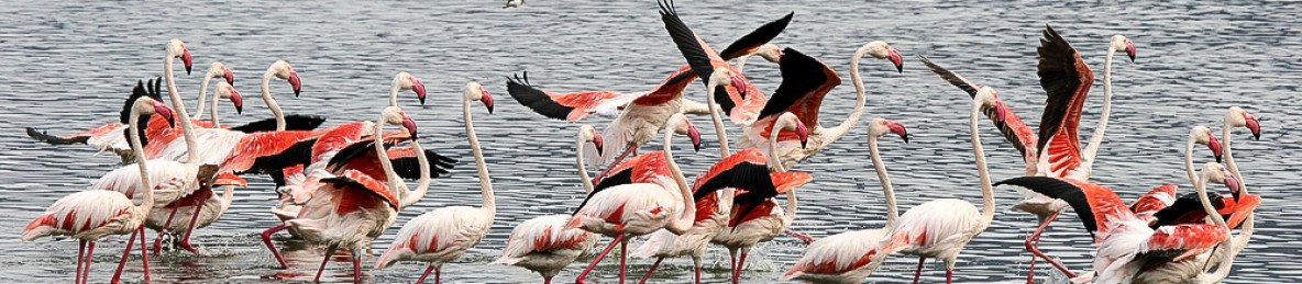 6-Day Into the Wild Bogoria Nakuru &Mara Midrange Safari