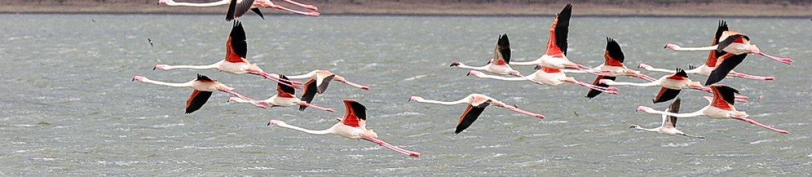 5-Day The Famous Masai Mara-Nakuru-Naivasha Group Safari