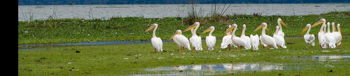 2-Day Lake Elementaita - Soysambu Conservancy Expedition