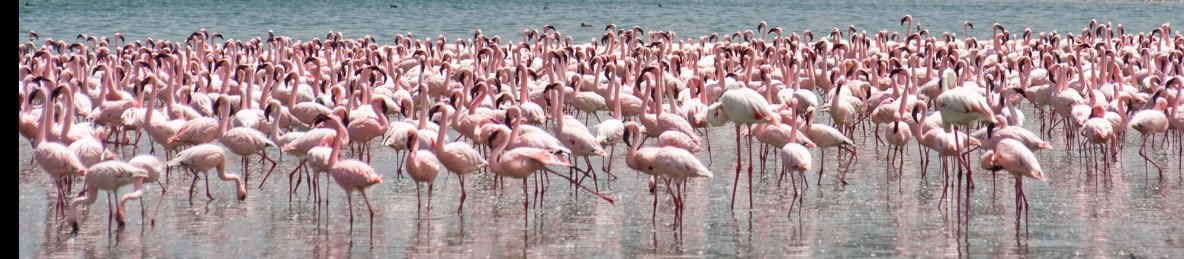8-Day Combined Kenya and Tanzania Group Tour