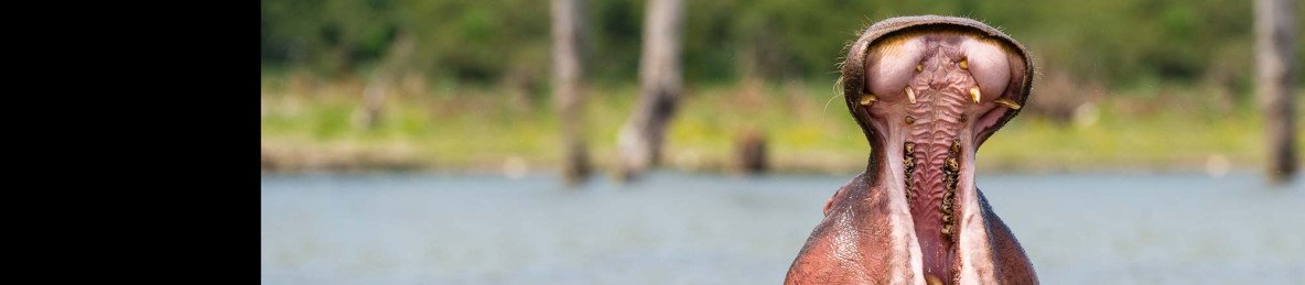 1-Day Hells Gate, Crescent Island & Lake Naivasha Safari