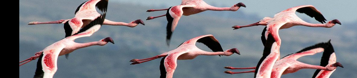 6-Day Kenya Wildlife & Rift Valley Lakes Safari