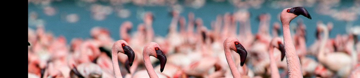 4-Day Maasai Mara, Lake Nakuru Budget Tour