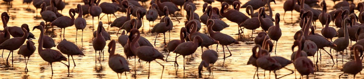 9-Day Kenya and Tanzania Safari Combined