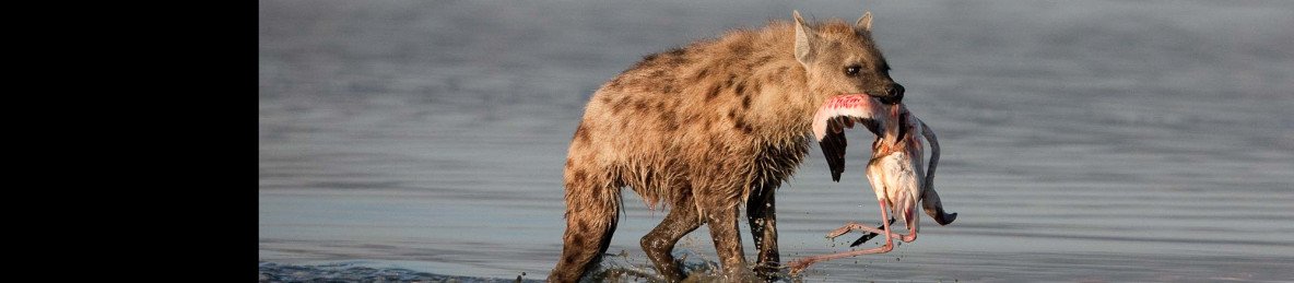 2-Day Lake Nakuru & Lake Naivasha Hiden Safari Treasures