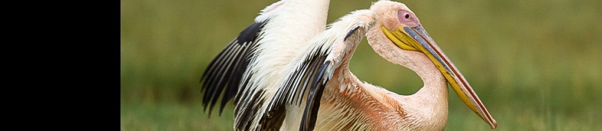 1-Day Lake Naivasha Trip Experience