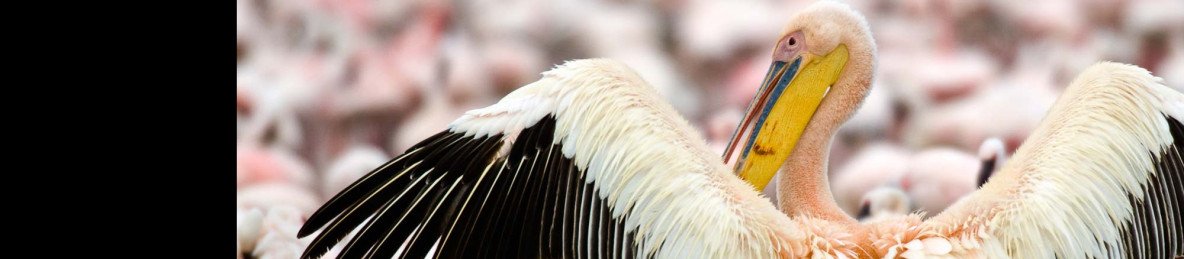 12-Day Unforgettable Wildlife Safari