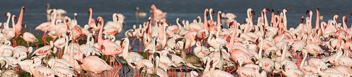 5-Day Midrange Fantastic Kenya Safari