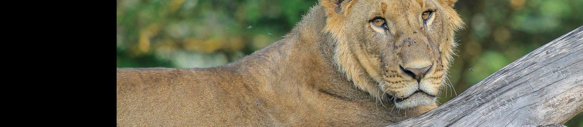 6-Day Samburu, Aberdares & Rift Valley Explorer