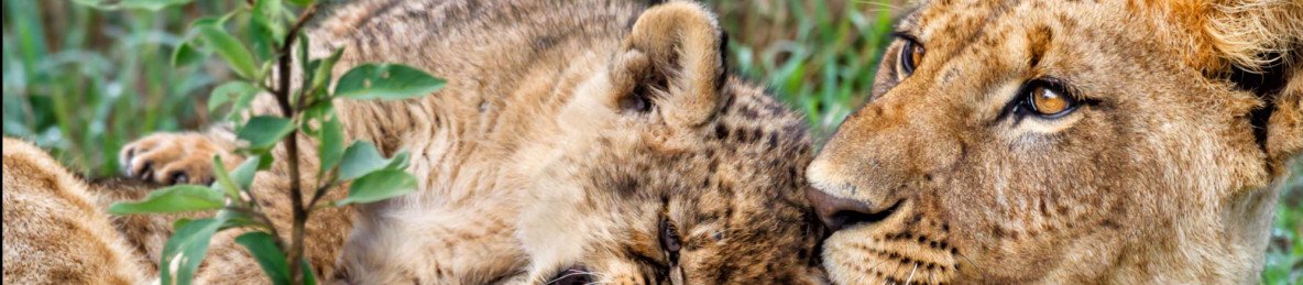 3-Day Tsavo East NP and Ziwani/Tsavo West Safari by Jeep