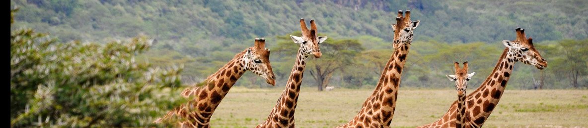6-Day Ultimate Southern Kenya Wildlife & Scenic Safari