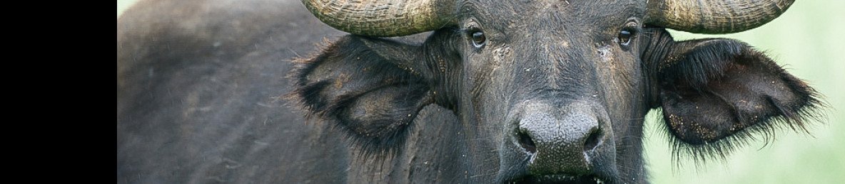 7-Day Nairobi-Mara Mombasa African Budget Safari Tour