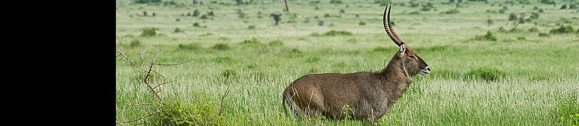 9-Day Luxury Big Game Safari in Kenya