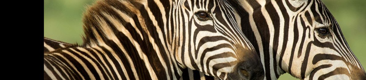 7-Day Masai Mara-Lake Nakuru-Naivasha-Amboseli Safari