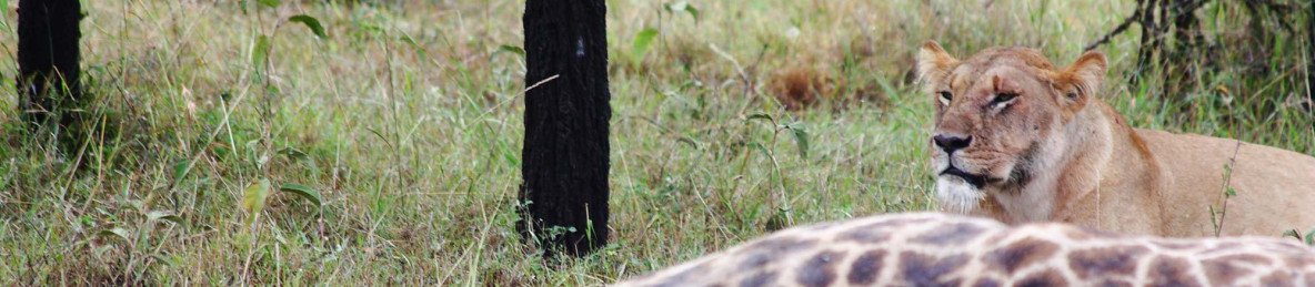4-Day In the Wilderness (Luxury) Safari