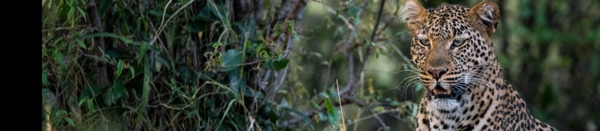4-Day Samburu, Buffalo Springs and Ol Pejeta