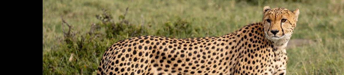 4-Day A Timeless Safari in Naboisho Conservancy