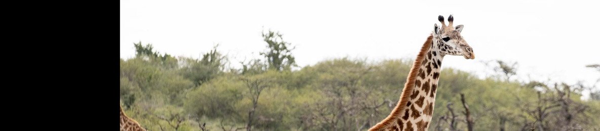 7-Day Adventure to the Wild-Masai Mara to Samburu