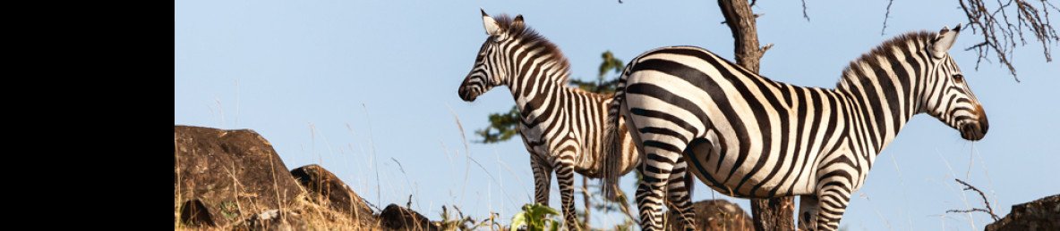 5-Day Luxury Flyin Amboseli and Masai Mara