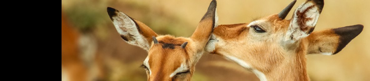 6-Day Chasing Giants; Mara to Amboseli Adventure
