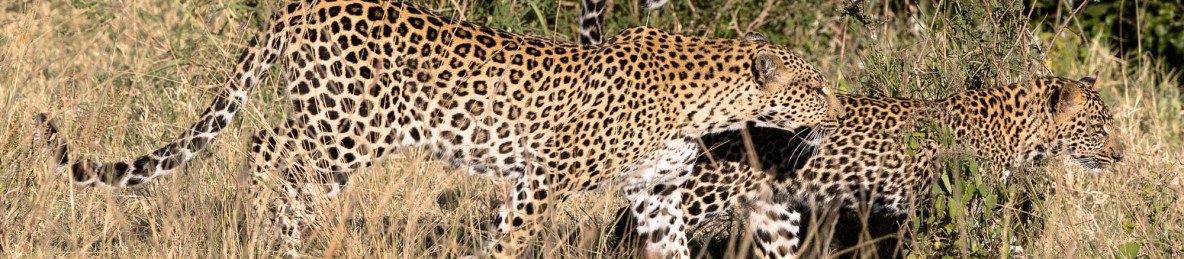 3-Day Masai Mara Sarova Experience