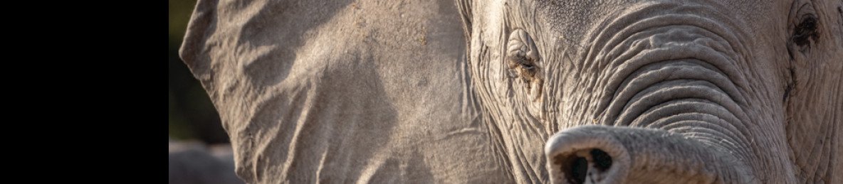 6-Day Exclusive Luxury Safari Experience