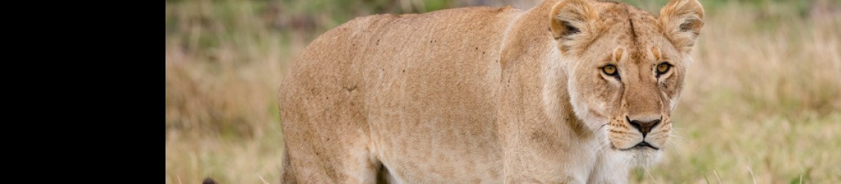 3-Day Masai Mara Group-Joining Safari with a 4x4 Jeep