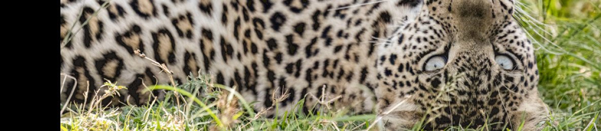7-Day Nairobi, Amboseli, Salt Lick, Tsavo & Diani Safari