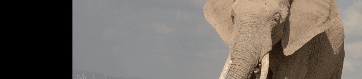8-Day Mara-Nakuru-Naivasha-Amboseli Budget Safari on 4x4