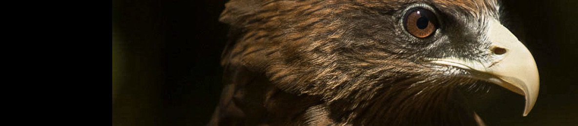 6-Day Golden North Samburu, Buffalo Springs & Shaba NR