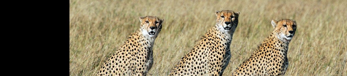 4-Day Luxurious Safari in the Golden Masai Mara