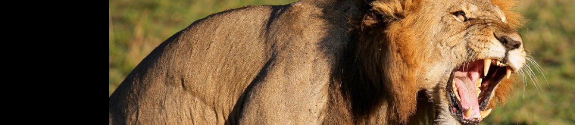 14-Day Kenya-Tanzania Midrange Lodges Shared Group Safari