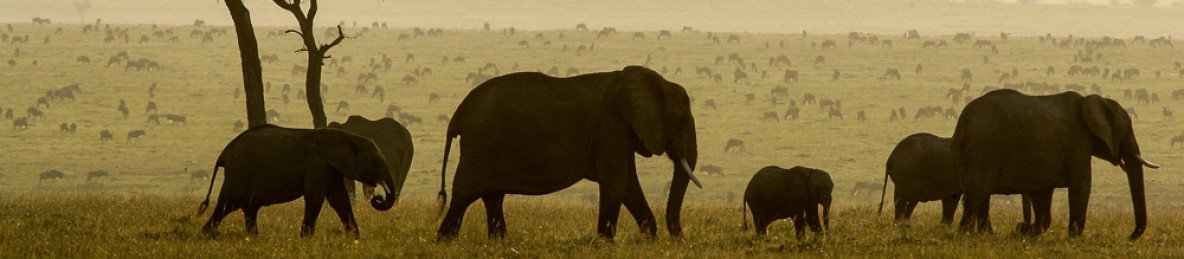 2-Day Masai Mara Great Migration Private Safari (Van)