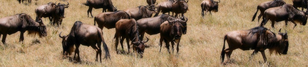 9-Day Kenya - Tanzania Safari Budget Tour