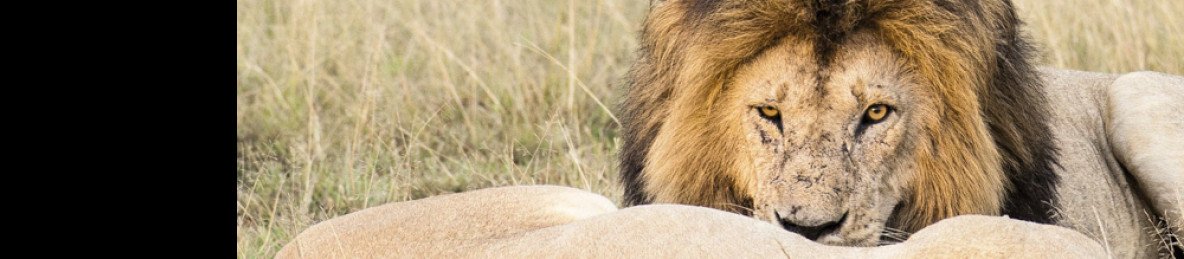 ½-Day Nairobi National Park Safari