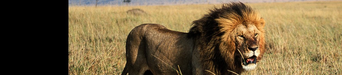 1-Day Full Day Guided Nairobi City Tour