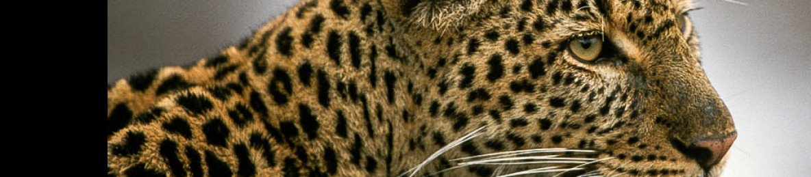 3-Day Tsavo East & Saltlick Wildlife Escape Adventure