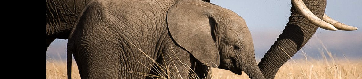 10-Day Kenya and Tanzania Midrange Tour