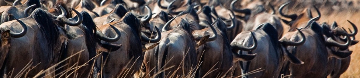 4-Day Masai Mara Mid-Range Wildlife & Cultural Safari