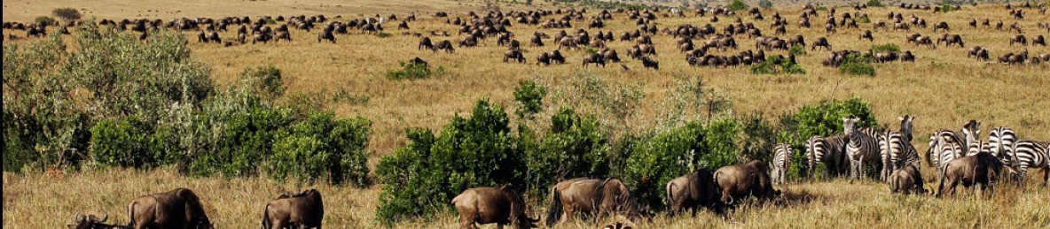 6-Day Big Five & Great Migration Bush Adventure