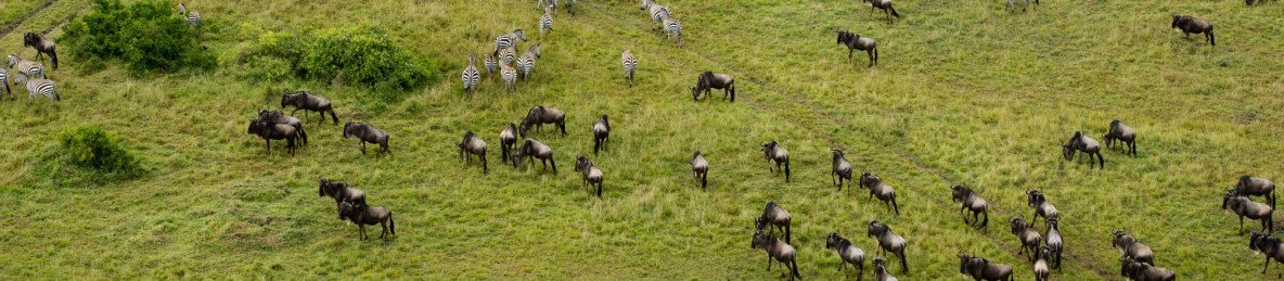 2-Day Into the Wild Masai Mara Safari Escape