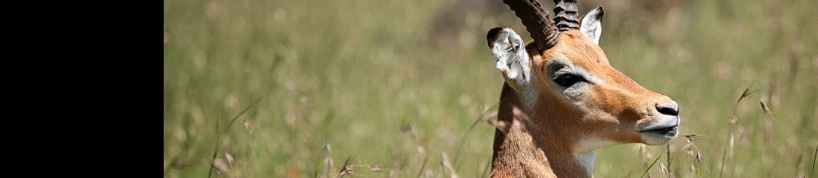 2-Day A Night in the Wild - Masai Mara