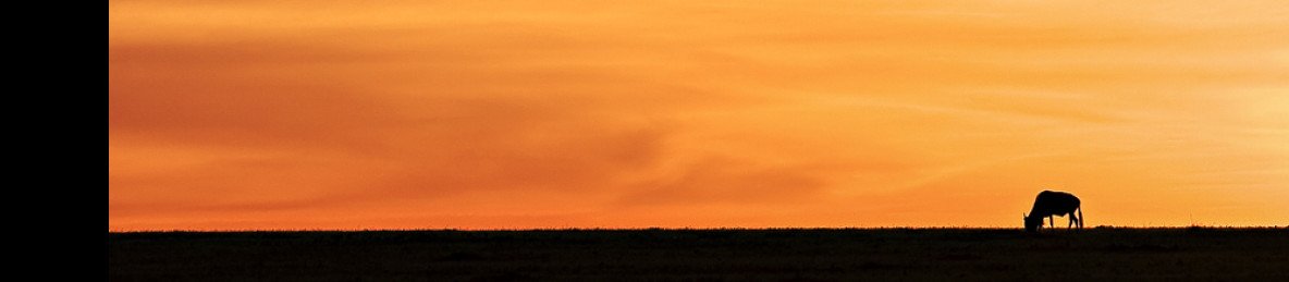 10-Day Sensational Safari Adventure to the Beach Minivan