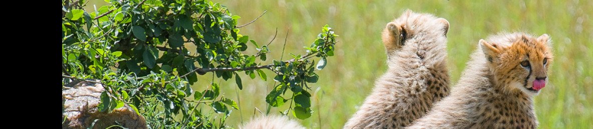 2-Day Private Masai Mara Tour in a Pop-up Safari Van