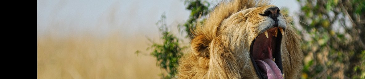 1-Day Amboseli National Park from Nairobi
