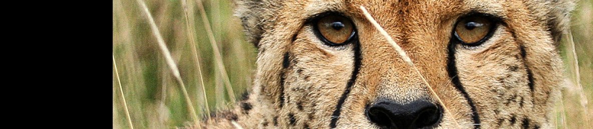 3-Day Masai Mara Kenya Bush Tracks Safari; Untamed Magic