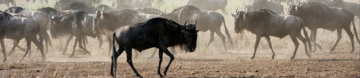 6-Day Wild Wonders of Kenya