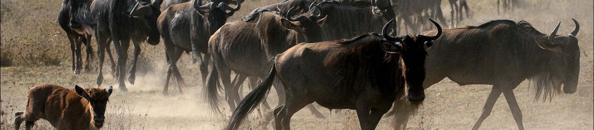 3-Day Timeless Treasure Luxury Safari
