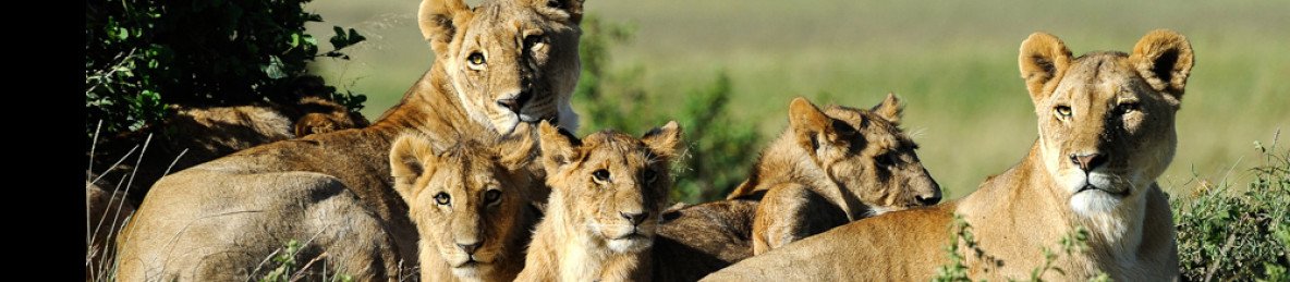 6-Day Walking Wilderness Safari at Kicheche Mara Camp