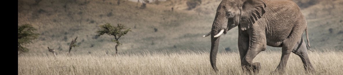 9-Day Spots and Stripes Adventure